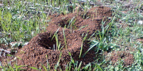 Des fourmilières côte à côte.