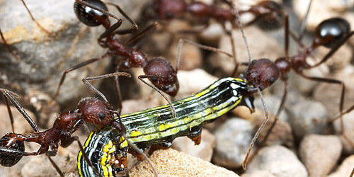 Des fourmis qui chassent une 
chenille