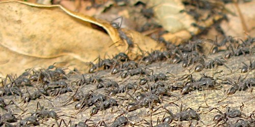 Des centaines de fourmis partent à 
l’attaque