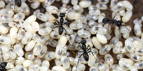 Des fourmis qui s’occupent des 
oeufs.