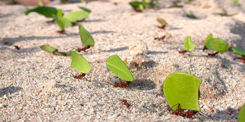 Des fourmis qui 
rapportent des 
feuilles.