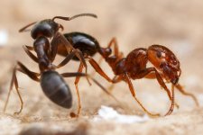 deux fourmis qui se battent