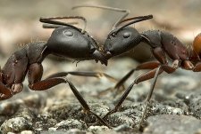 deux fourmis qui s'attaquent